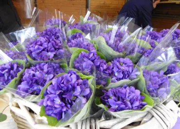 Bastide aux Violettes
