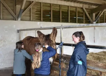 1 hour to look after the donkeys