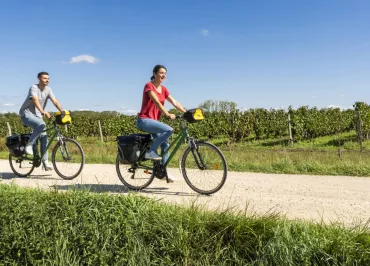 Cyclistes dans les vignes Saumur Champigny