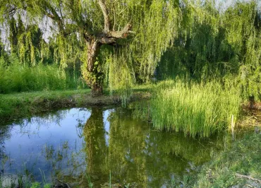La Guinguette_Saint-Rémy-de-Provence