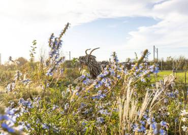 Atelier : Les mauvaises herbes à table !