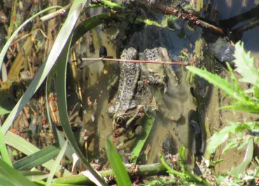 Anjou Sport Nature, Pouancé - Exploration nature