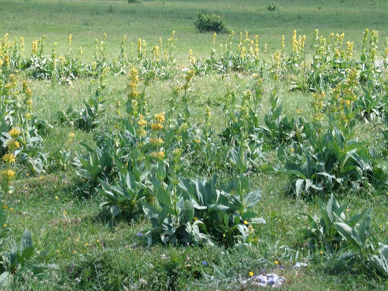 Plateau de la Maîche