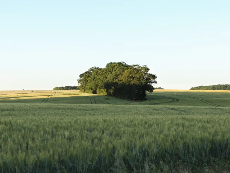 Champs vers Cloyes-les-Trois-Rivières