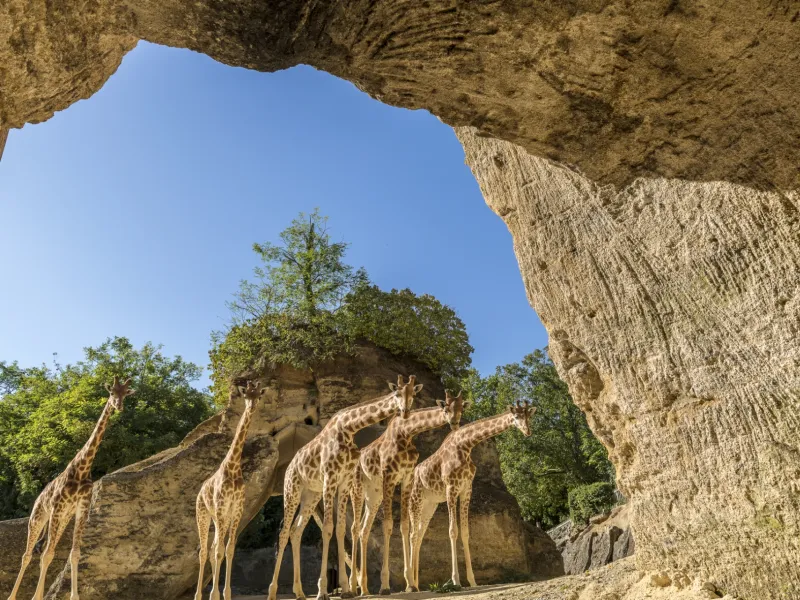 Bioparc : zoo de Doué-La-Fontaine