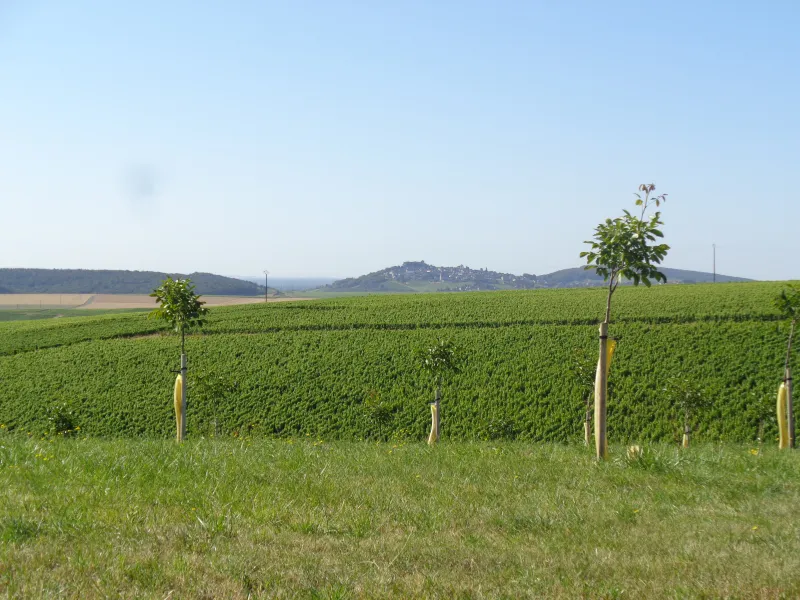 Noyers et vignes vers Ste Gemme