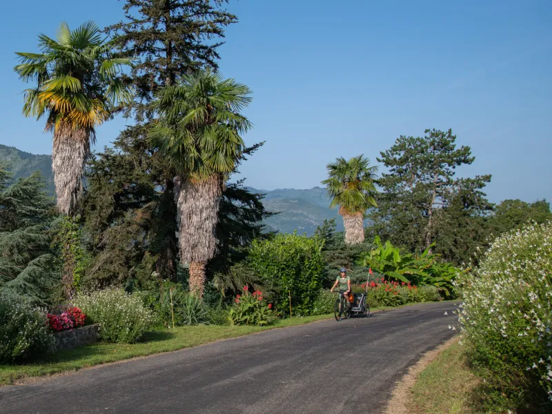 Petite route et palmiers sur La Vélosud