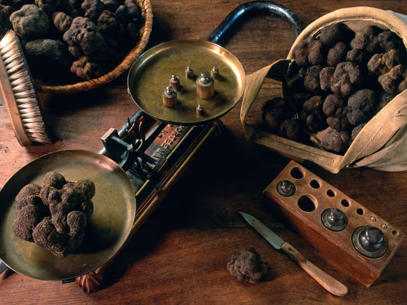 La Truffe le diamant noir de Provence