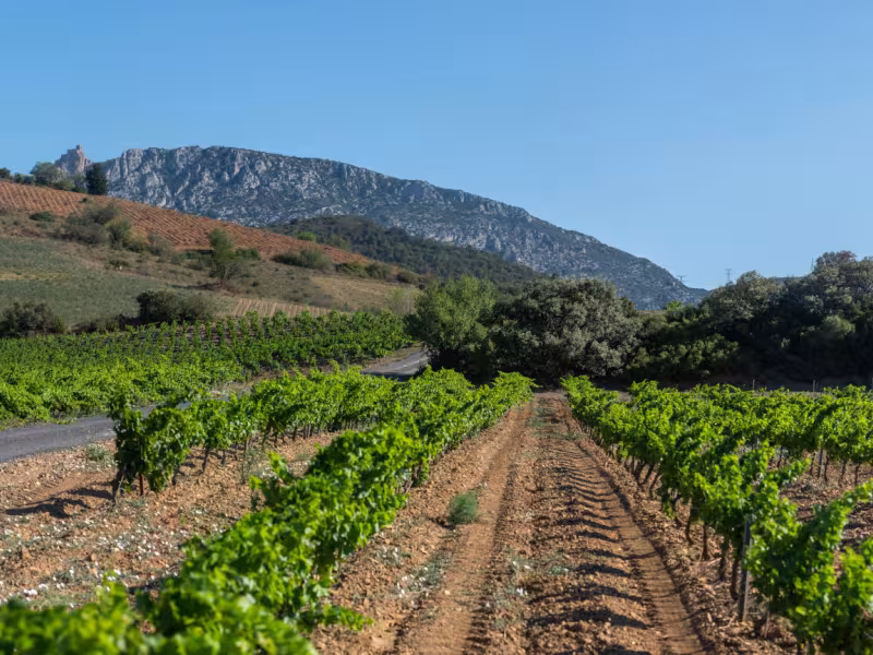 Entre les vignobles à vélo - Maury, La Vélosud