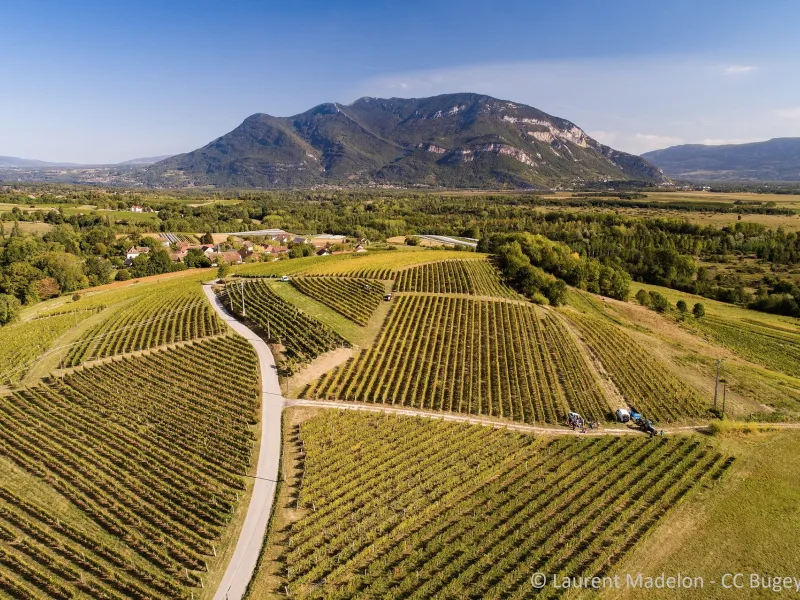 Panorama sur le vignoble de Flaxieu et le Grand Colombier