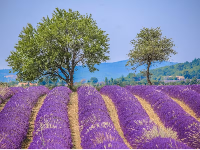 Champs de lavandes aux abords de Sault