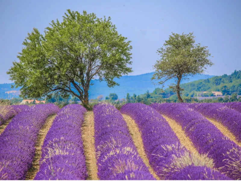 Champs de lavandes aux abords de Sault
