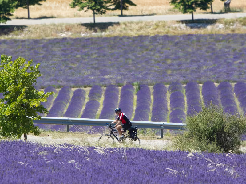Vélo dans les lavandes des Baronnies