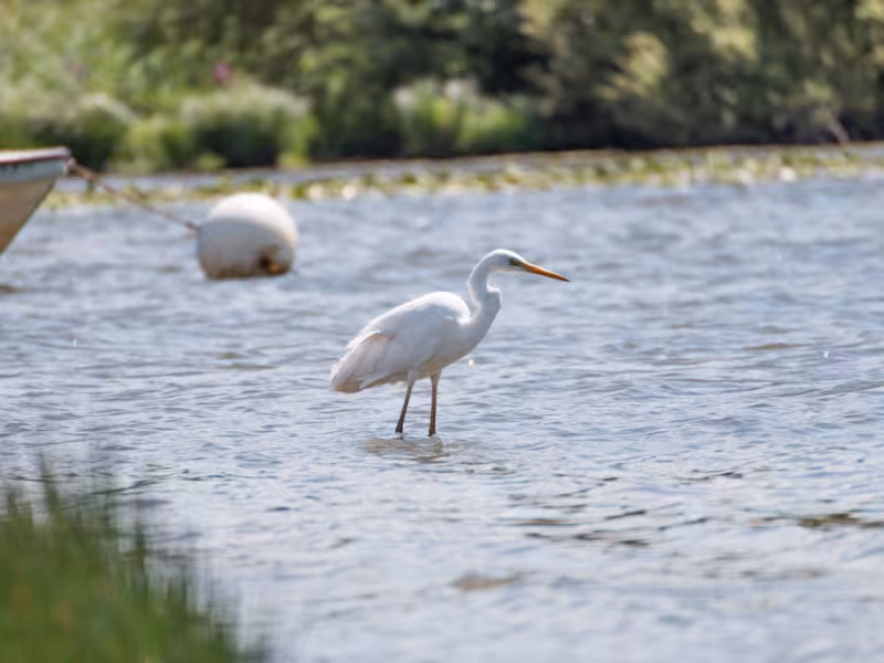 Aigrette du lac de Grand Lieu