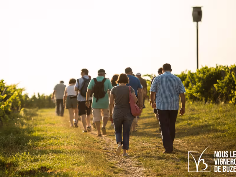 Balade pédestre dans le vignoble de Buzet