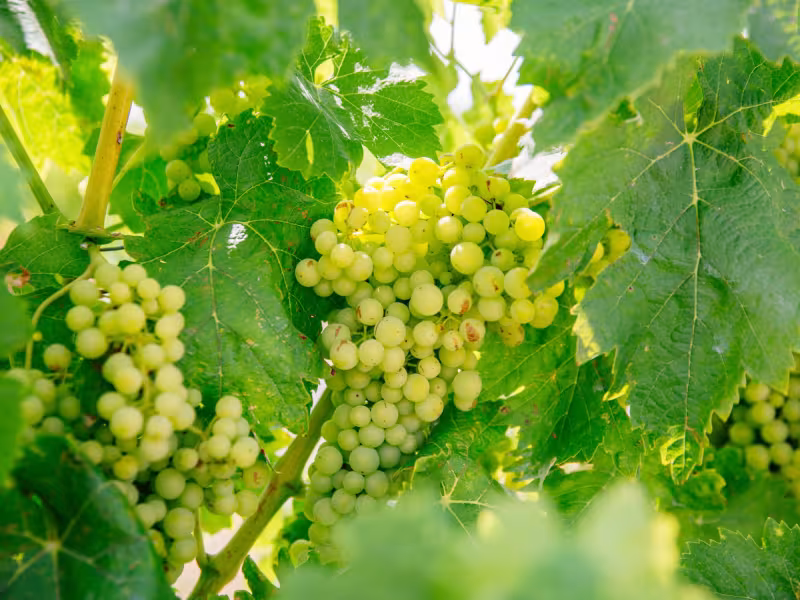 Grappe de raisins du côté de Barbezieux