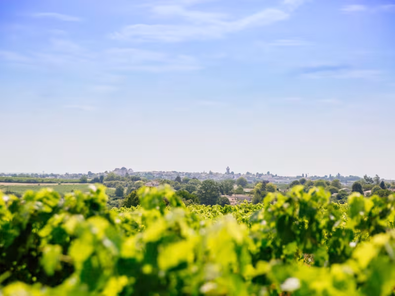 Vignoble du côté de Barbezieux