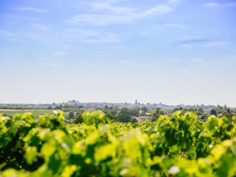 Vignoble du côté de Barbezieux