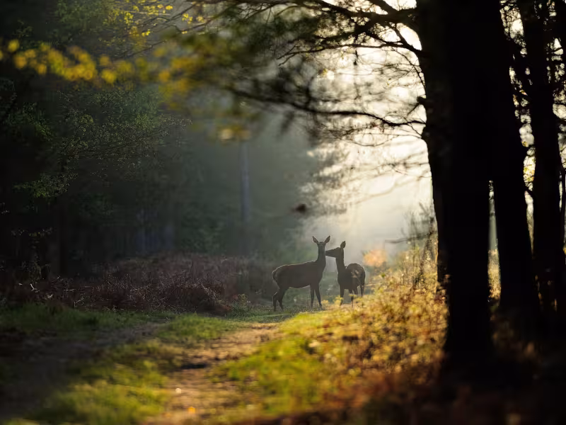 Deux biches dans la brume en forêt d'Orléans