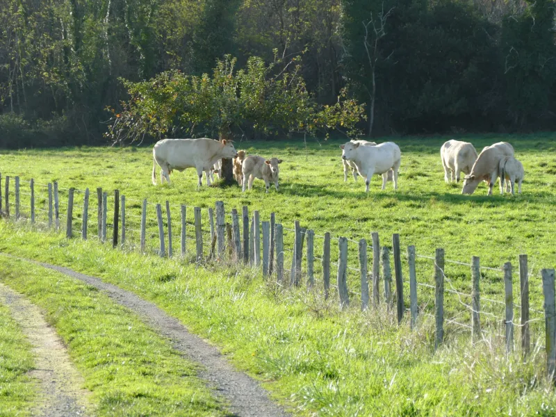 Chemin carrossable à Cercoux