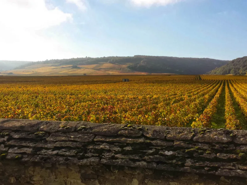 Vignoble à vélo