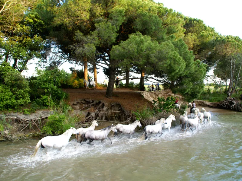 Chevaux camarguais en baignade