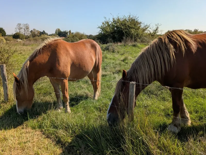 Chevaux du côté des Moutiers-en-Retz