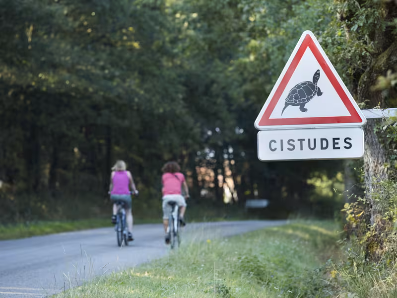 Attention aux tortues sur les routes de la Brenne
