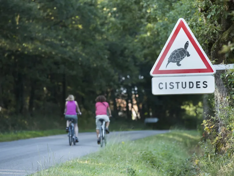 Attention aux tortues sur les routes de la Brenne 