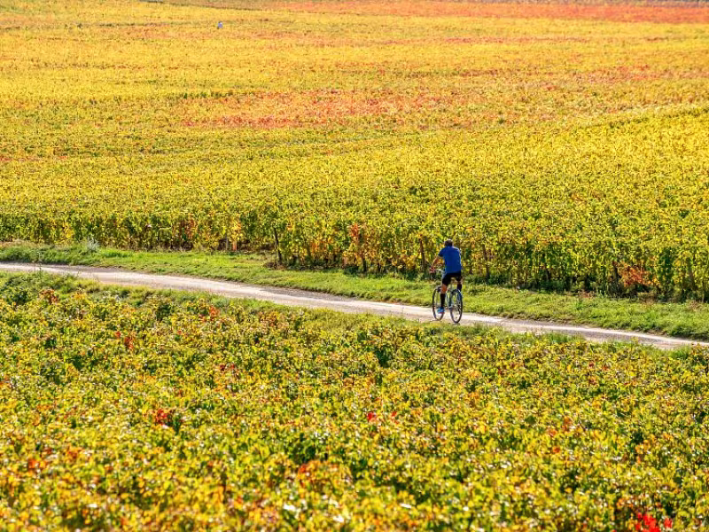 De Dijon à Mâcon à vélo avec Safrantours