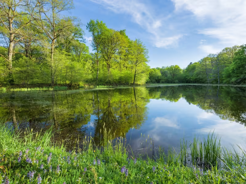 Etang de Bresse