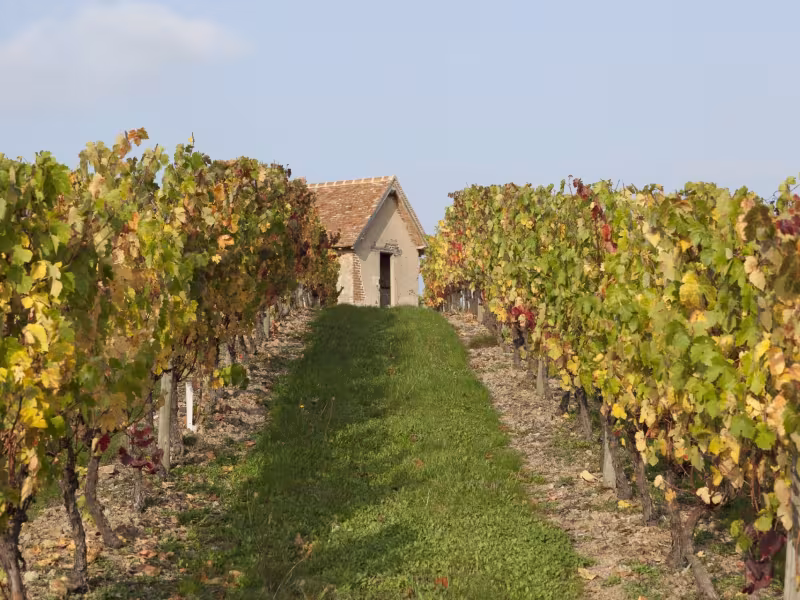 Vignoble de Saint-Pourçain