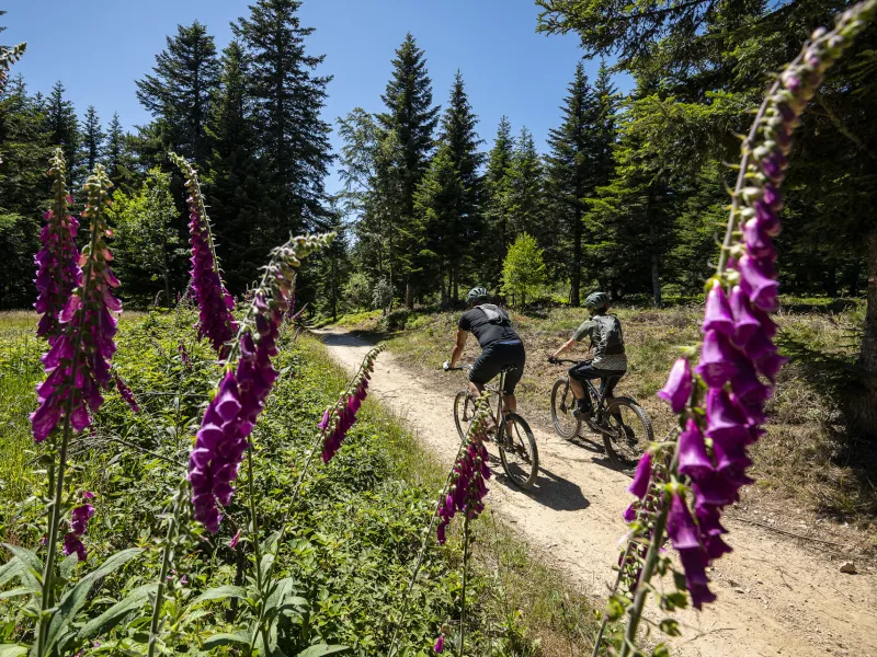 Fleurs digitales à Saint-André-en-Vivarais
