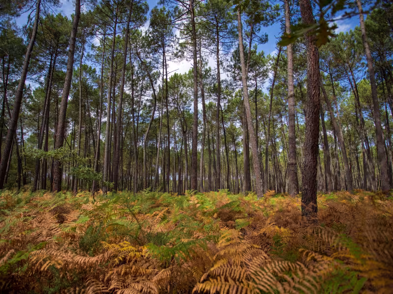Forêt de Saint-Symphorien