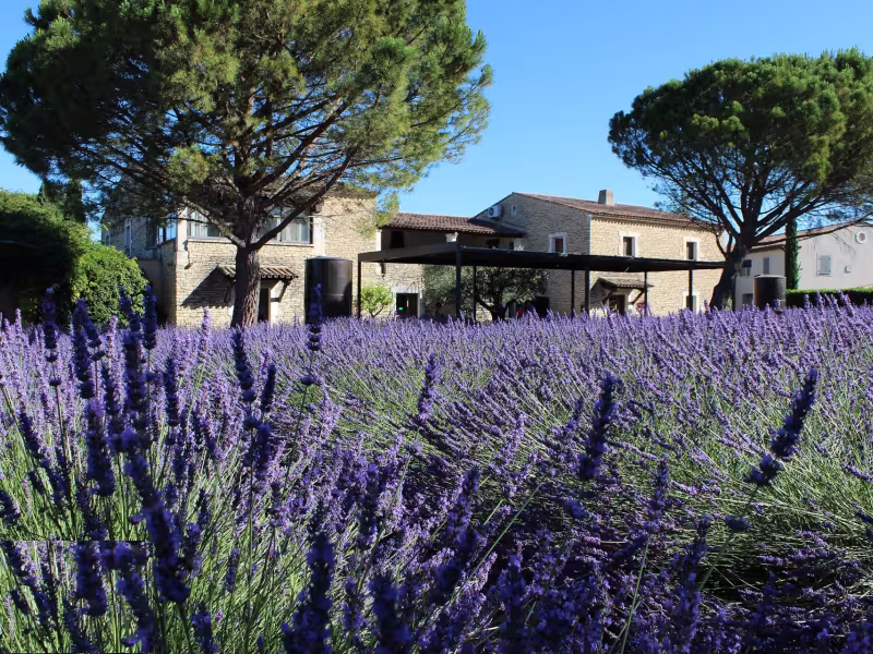 Le jardin et le musée de la lavande à Coustellet