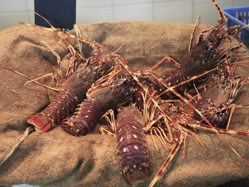 Langouste péchée localement 