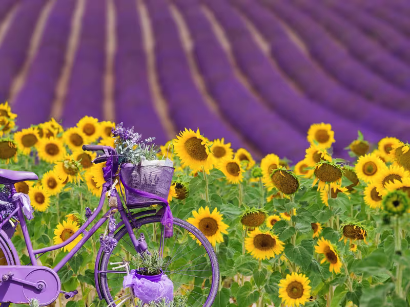 Lavandins de Provence Randovélo