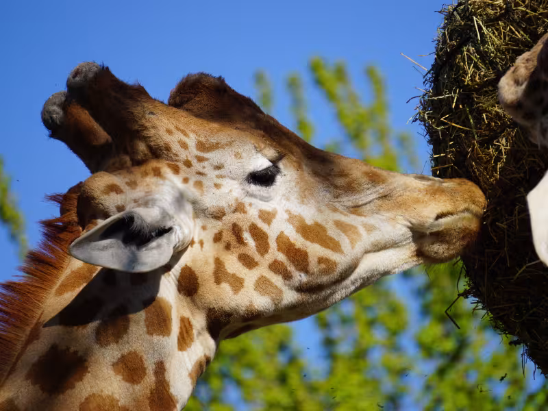 Parc zoologique de Maubeuge