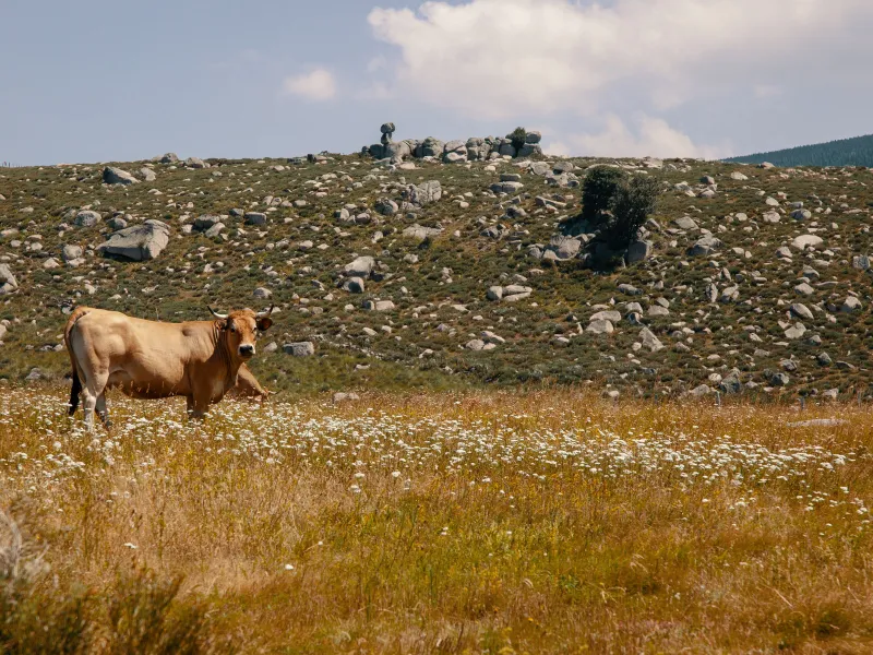 La GTMC à VTT au Mont-Lozère