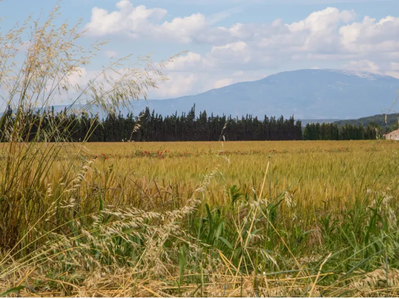 Paysage sur la Via Venaissia