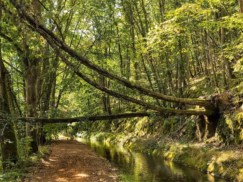 Arbres penchés sur la rigole d'Yonne