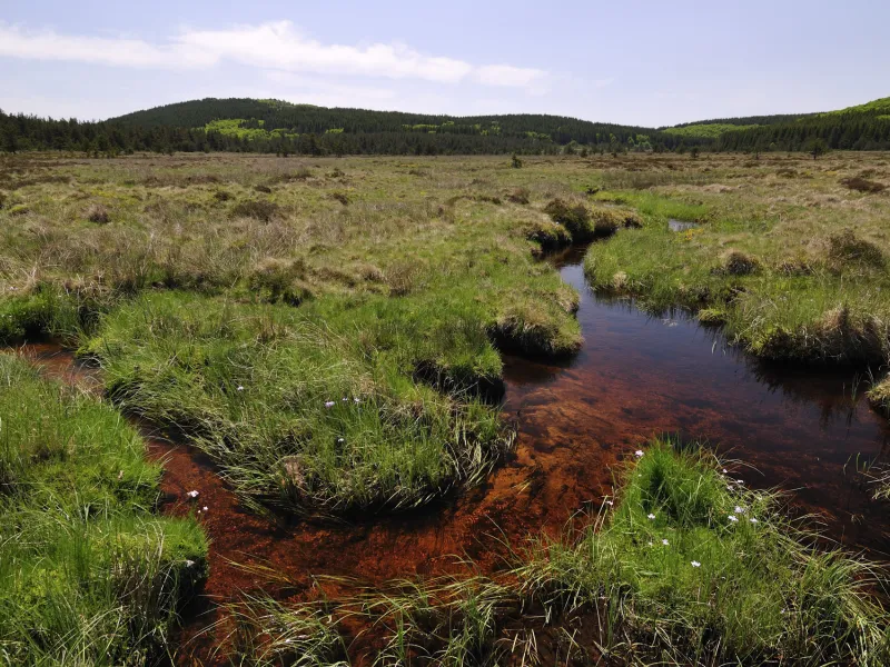 La tourbière de Margeride