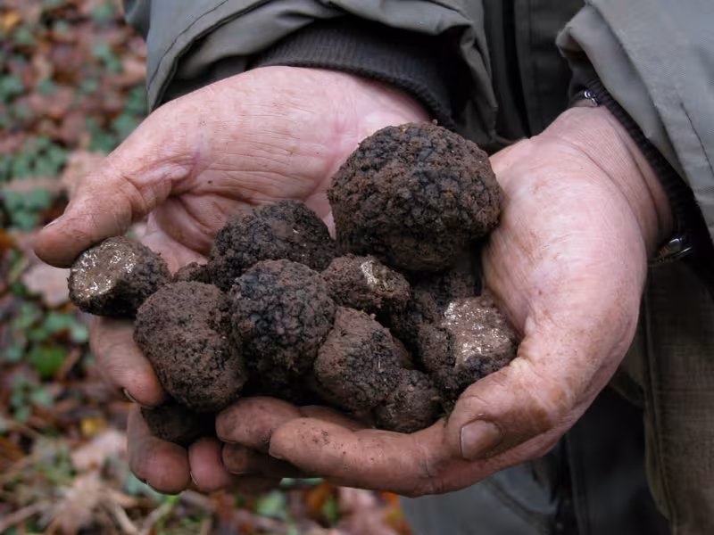 Truffes à pleines mains