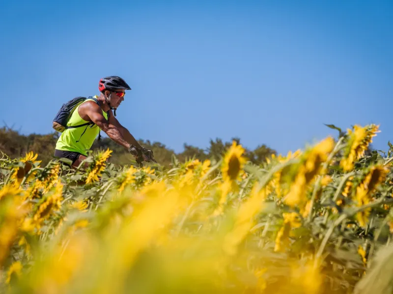 Champ de tournesols sur La Véloccitanie