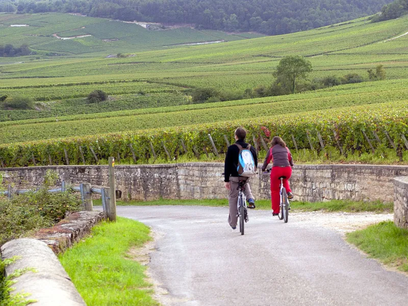 Dans le vignoble à vélo