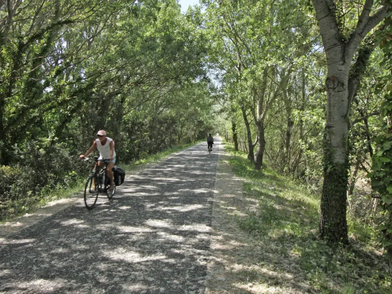 Via venaissia