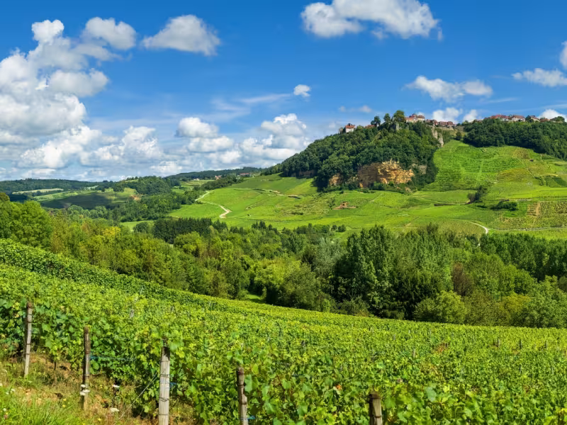 Vigne et village de Château-Chalon