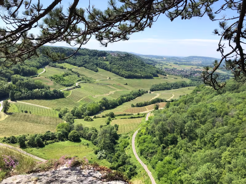 Vue sur les vignes de Château-Chalon et Menetru-Le-Vignoble