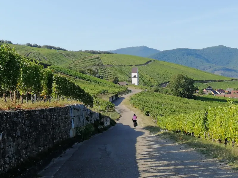 Vignobles d'Alsace