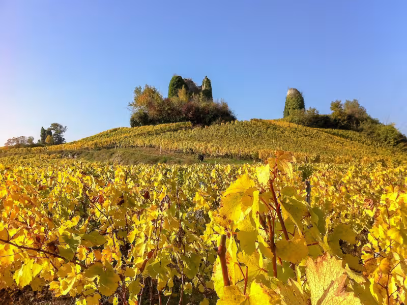 Vignobles de Chignin